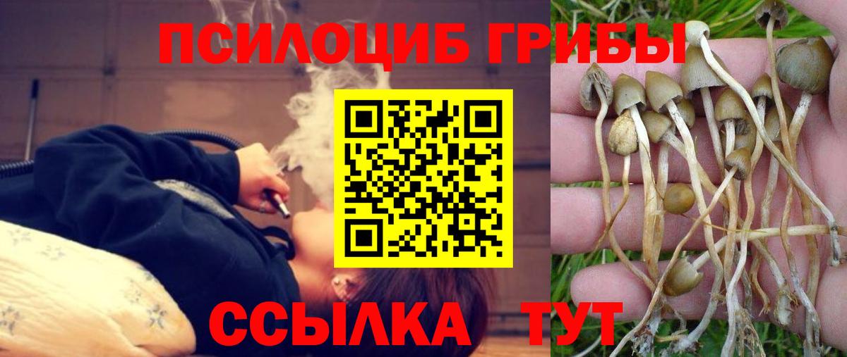 Галлюциногенные грибы Psilocybine cubensis Щёкино